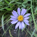 Purple Aster October 2024 Essences of the Month
