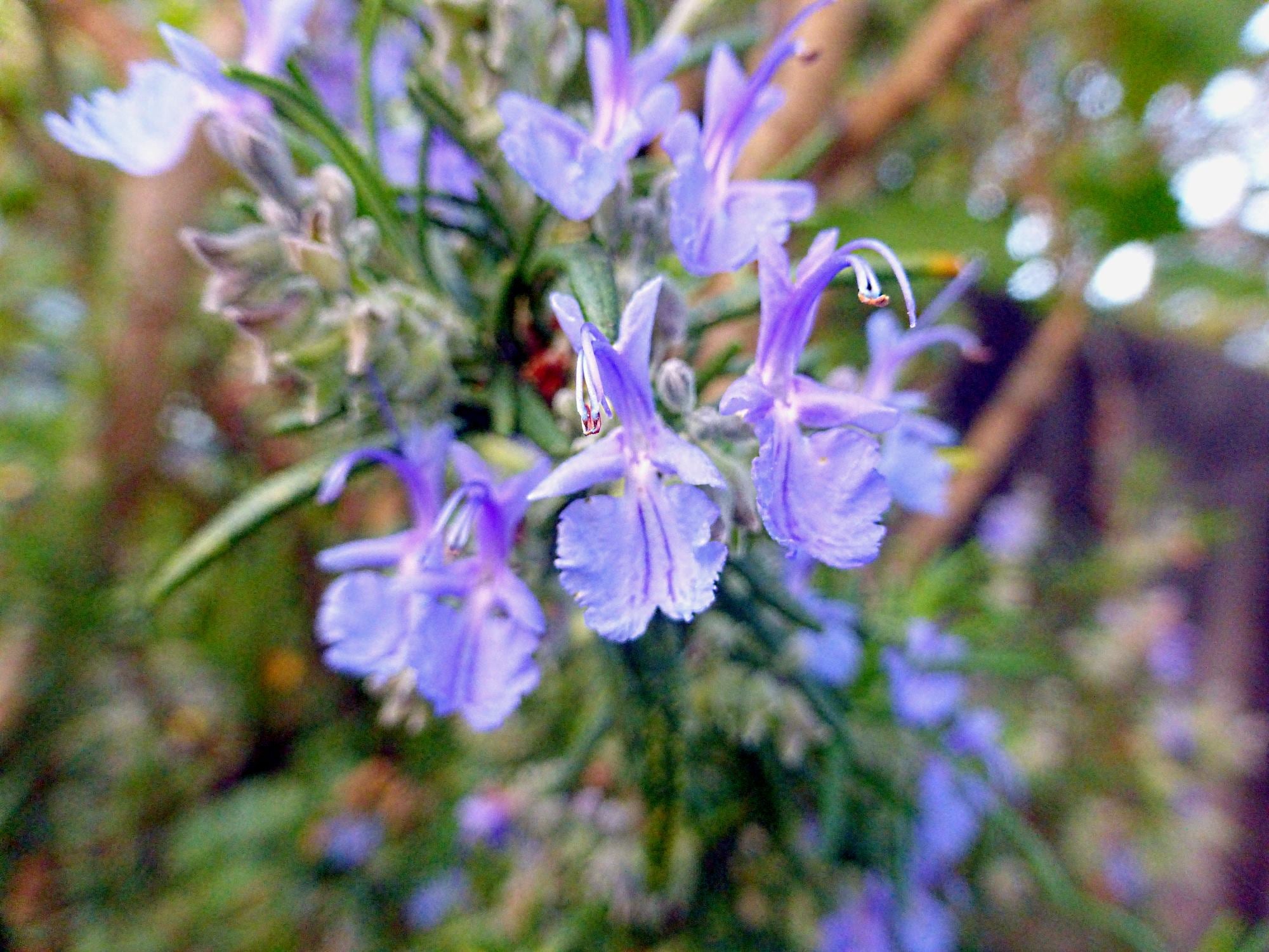 Rosemary - September 2023 flower essence of the month