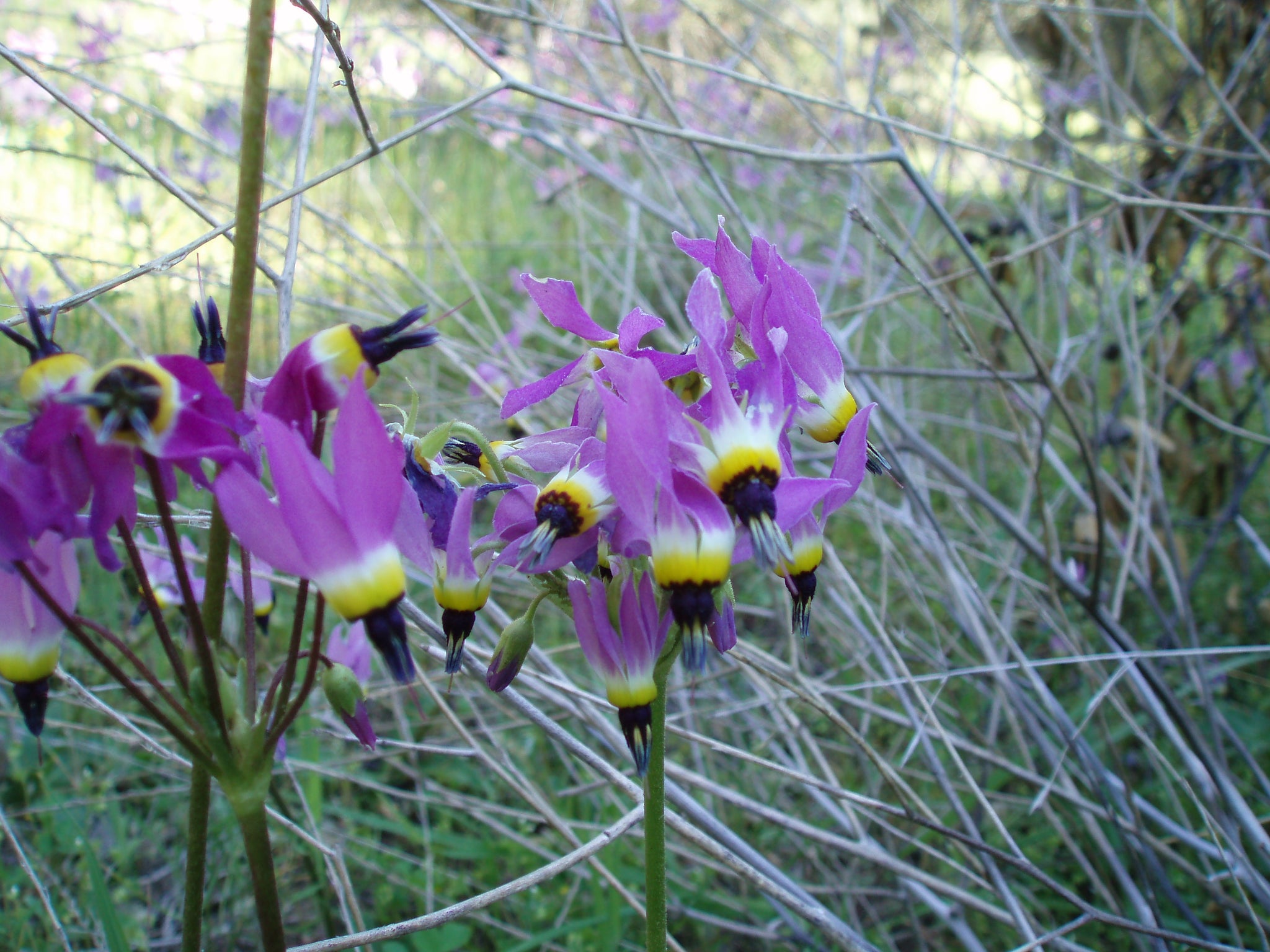 shooting star flower essence 