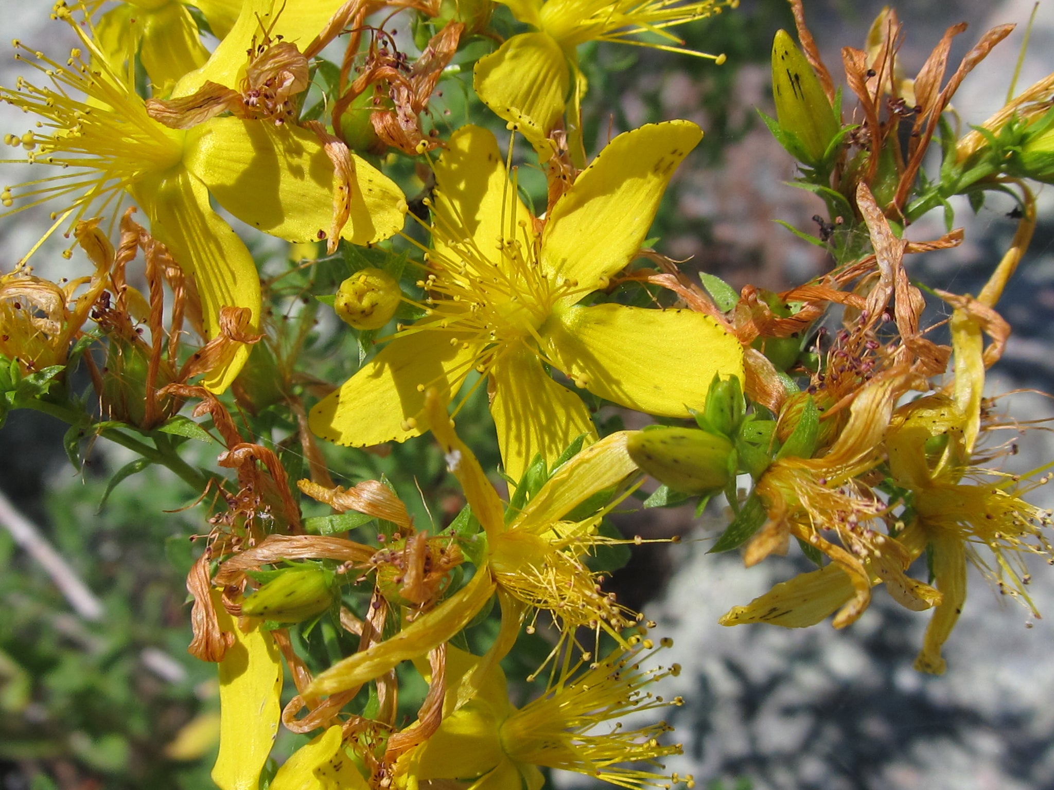 St. John's Wort flower essence for protection