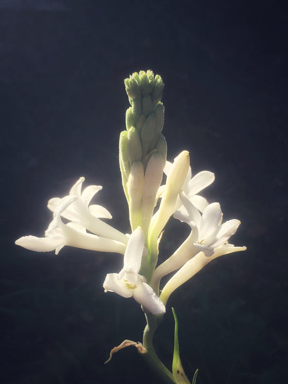 tuberose flower essence