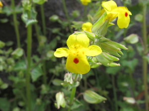 Western Mimulus - Initiating Action