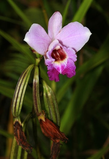 Bamboo Orchid Flower Essence