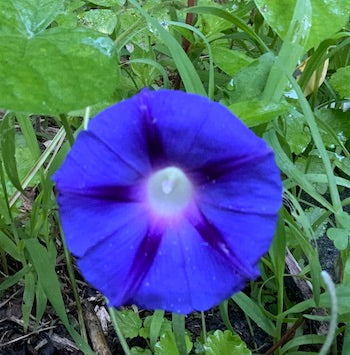 Blue Morning Glory