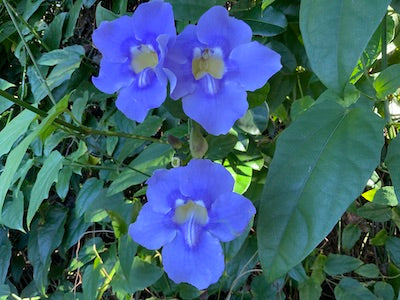 Blue Thunbergia flower essence