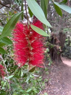 Bottlebrush flower essence