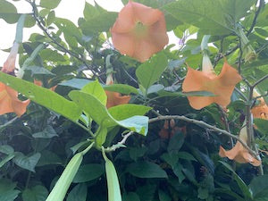 Brugmansia flower essence