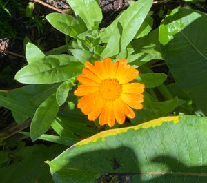 Calendula flower essence