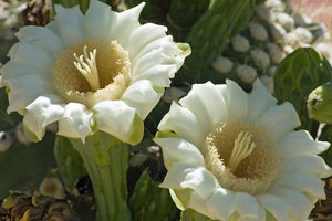 Saguaro Flower Essence