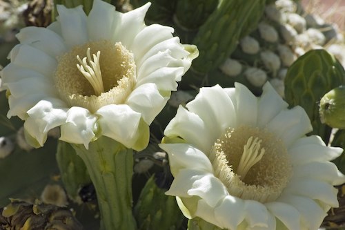 prickly pear cactus flower essence Saguaro Flower Essence