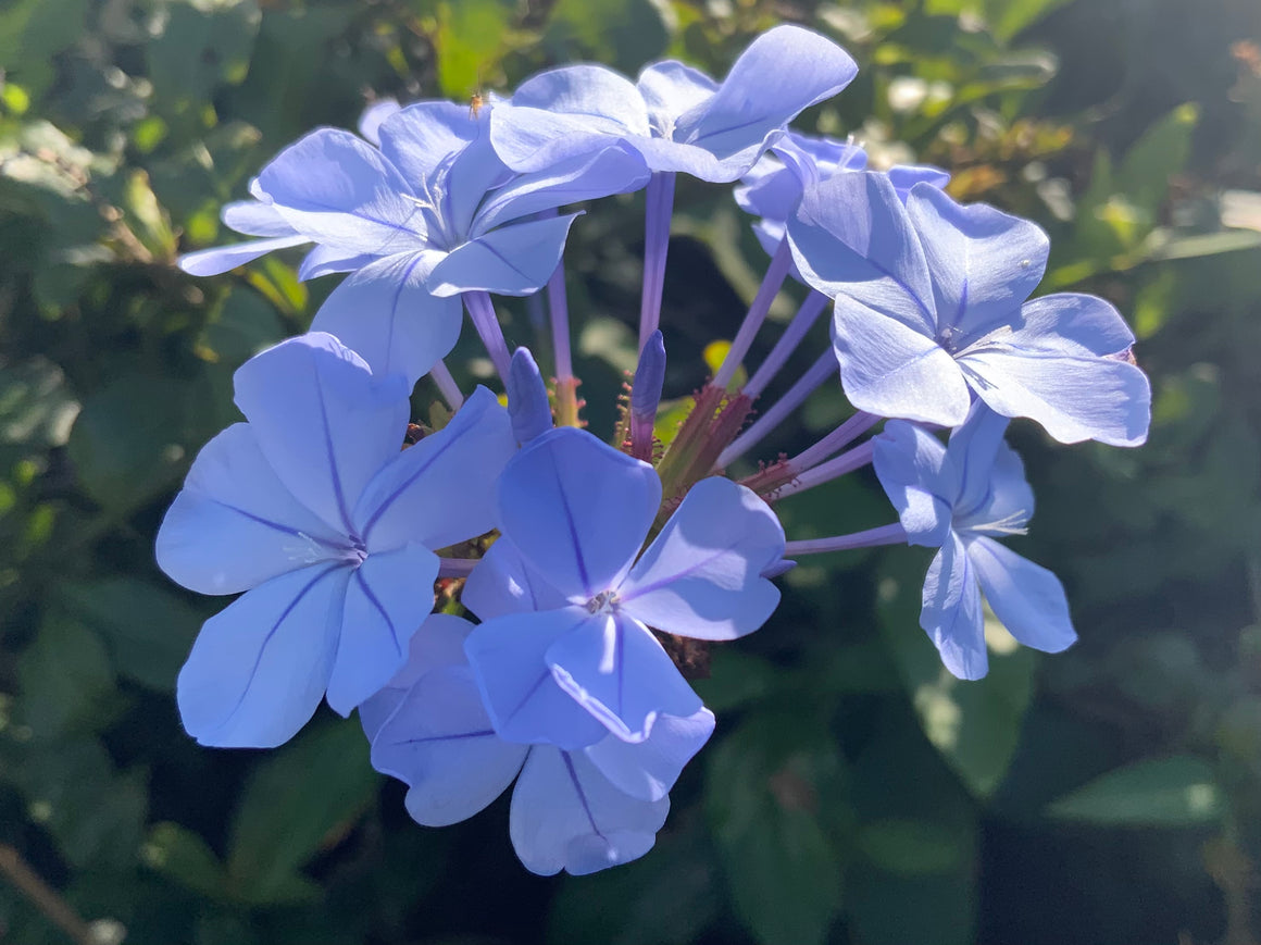 Cerato flower essence