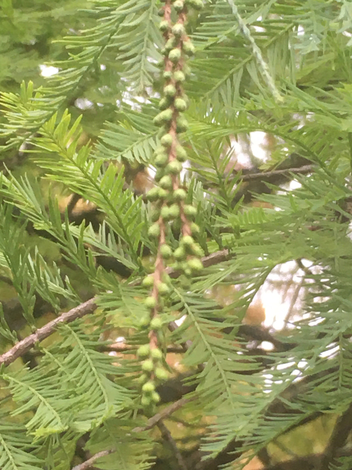 Dawn Redwood Flower Essence