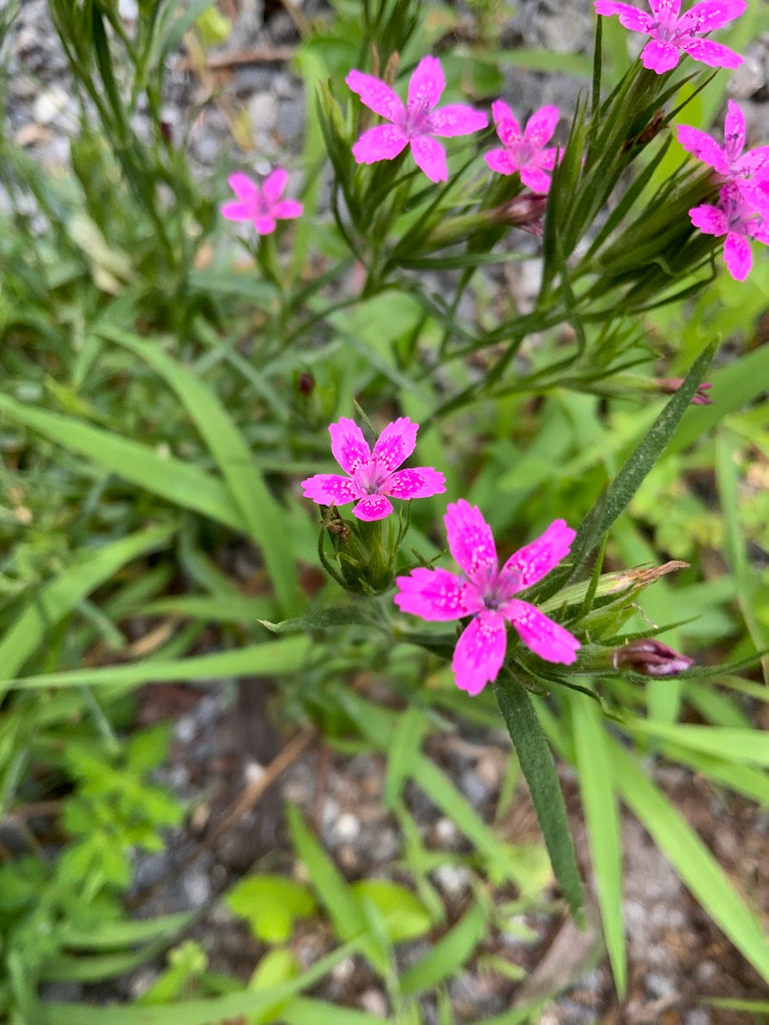 Depthford Pink Flower Essence