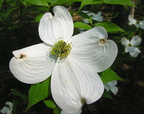 Dogwood flower essence