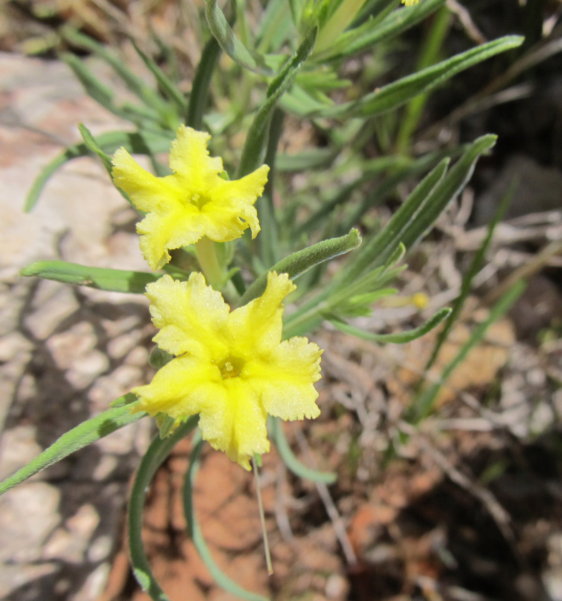 Fringed Gromwell flower essence