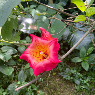 Hawaii Bellvine flower essence