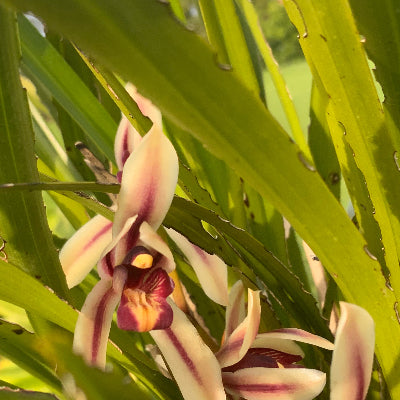 Phoenix Orchid flower essence