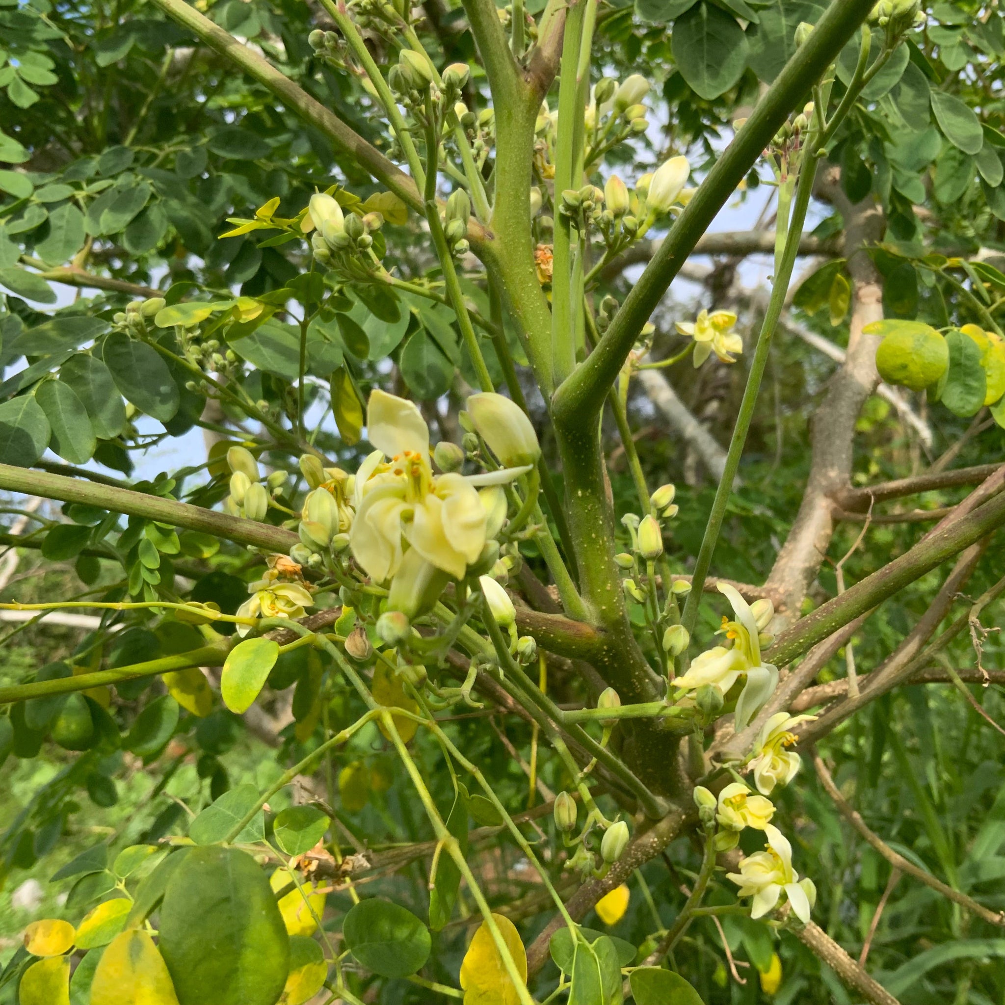 Moringa flower essence