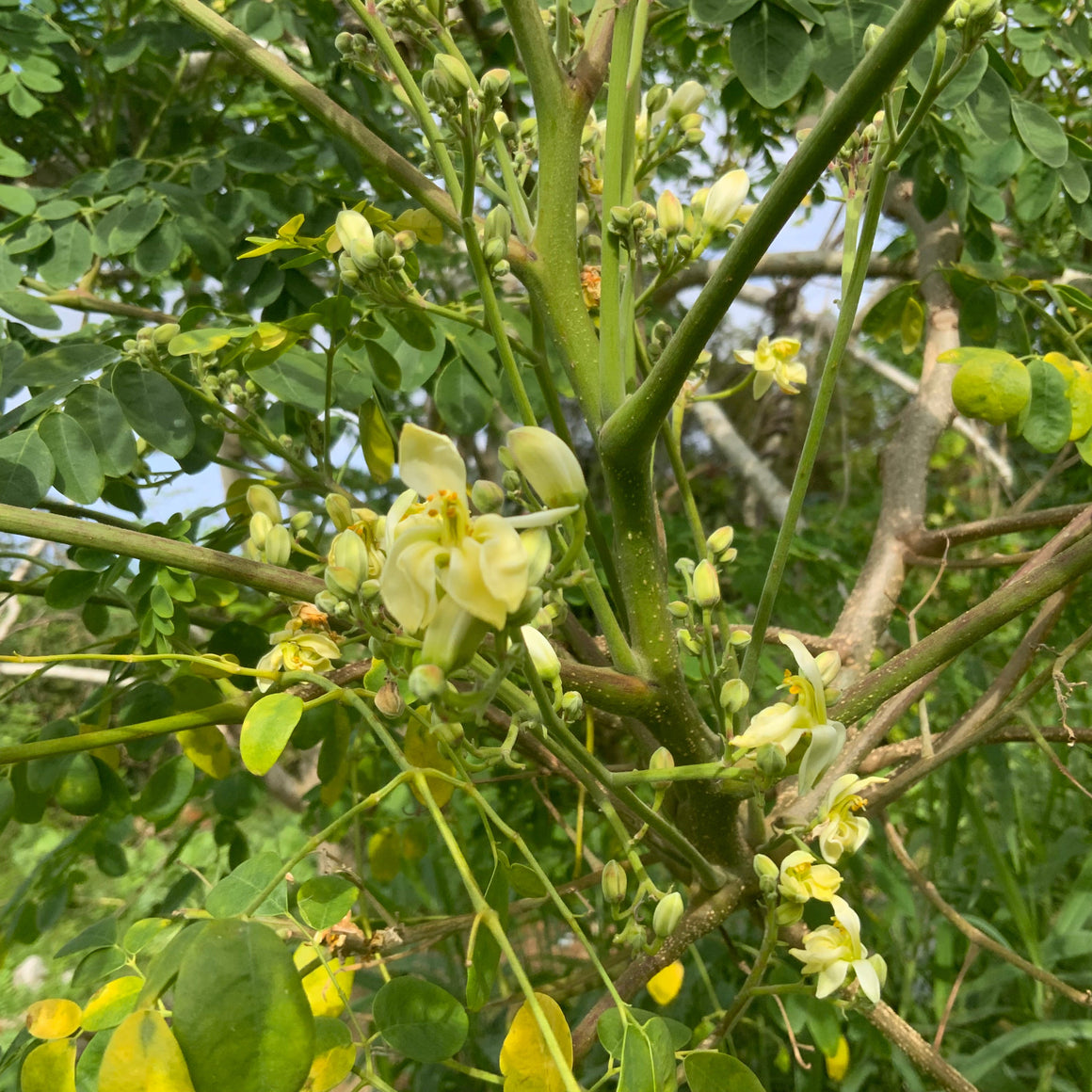 Moringa flower essence