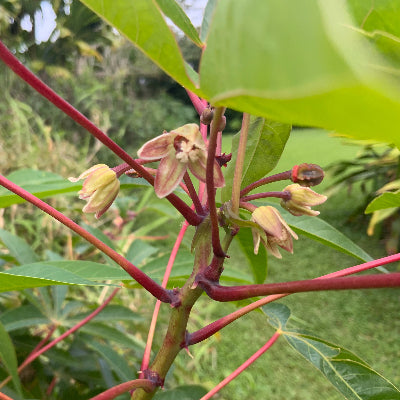 Cassava flower essence