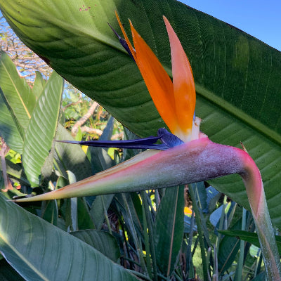 Bird of Paradise flower essence