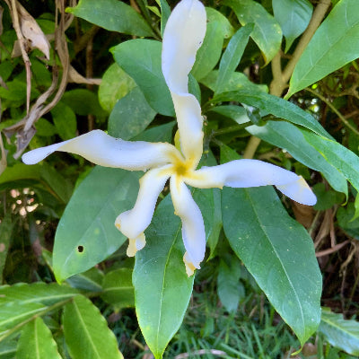 Samoan Gardenia flower essence