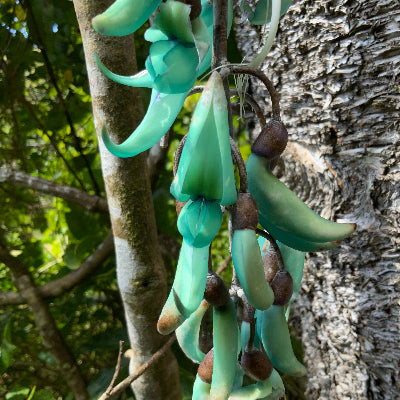 Blue Jade Vine flower essence