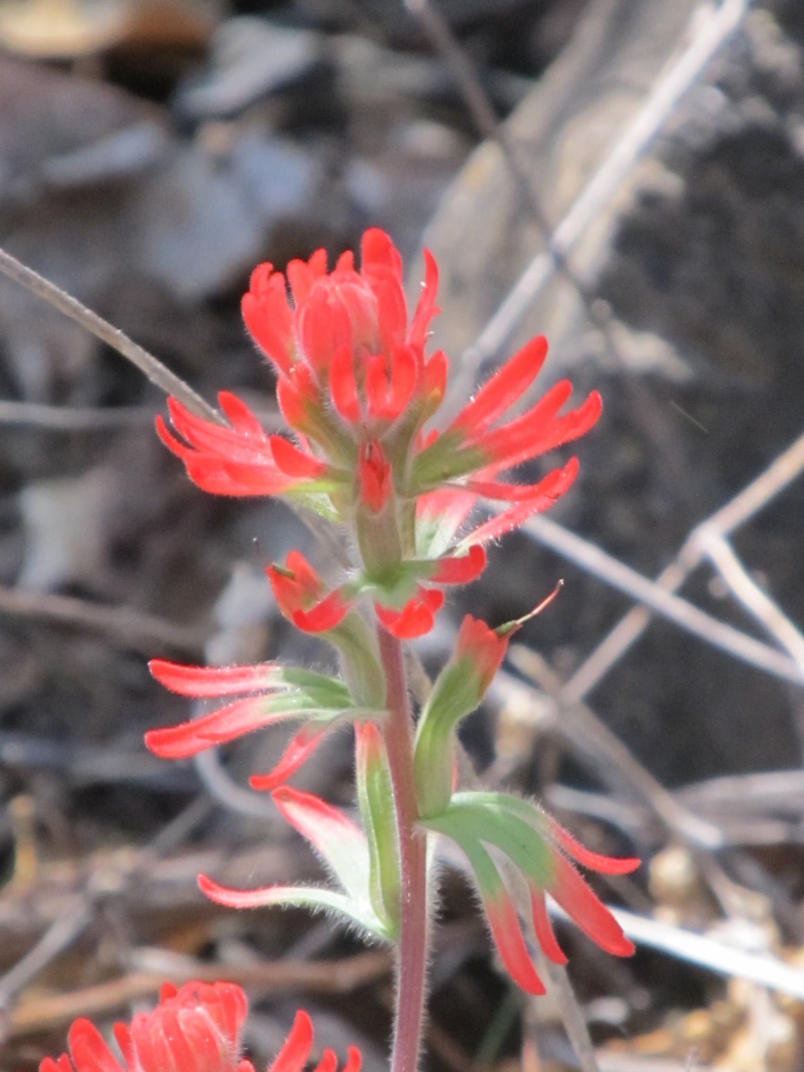 Desert Paintbrush