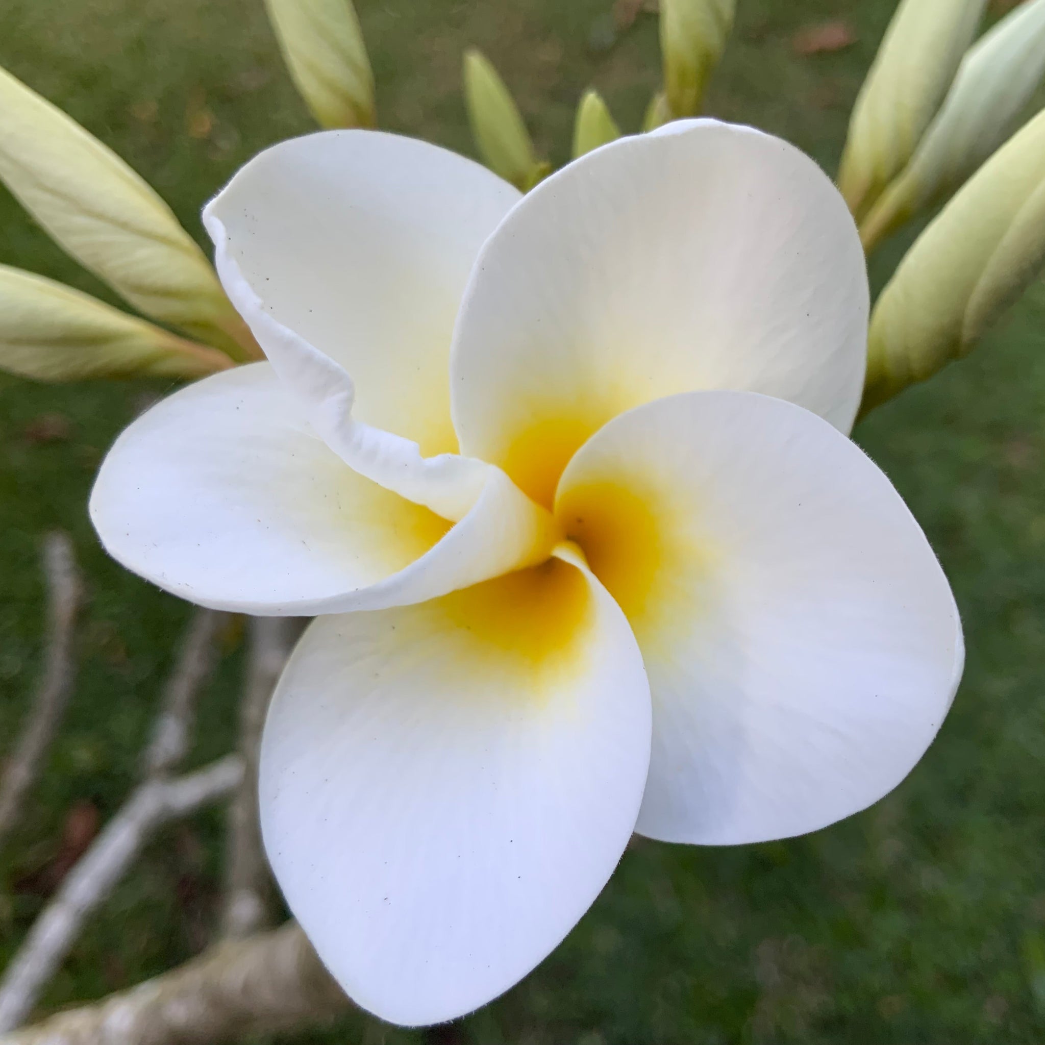 Plumeria flower essence