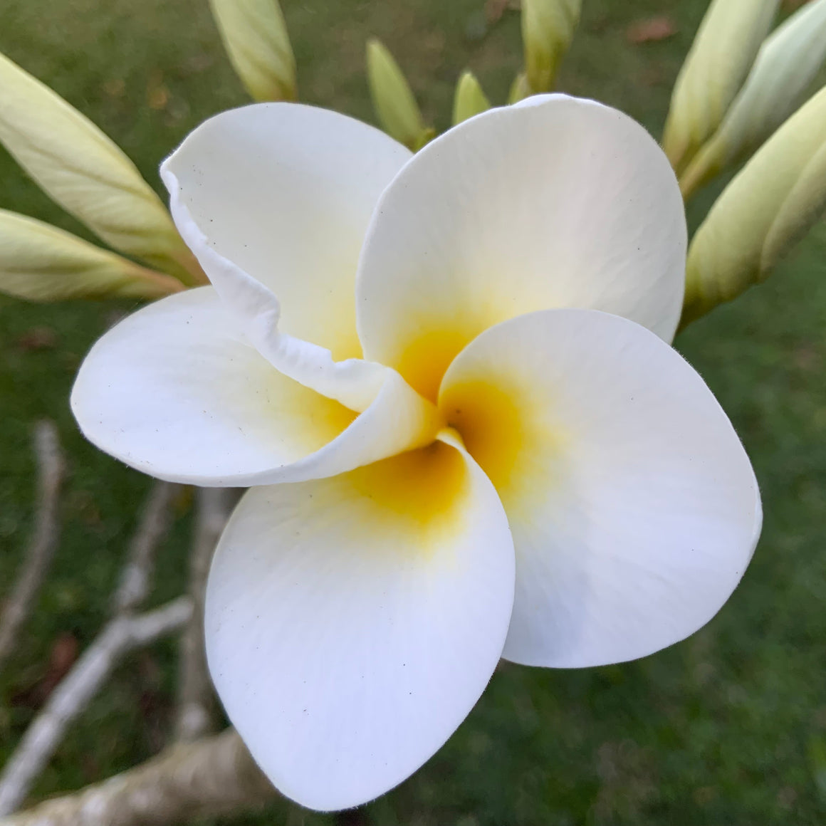 Plumeria flower essence
