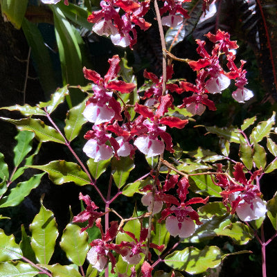 Redolence Orchid flower essence