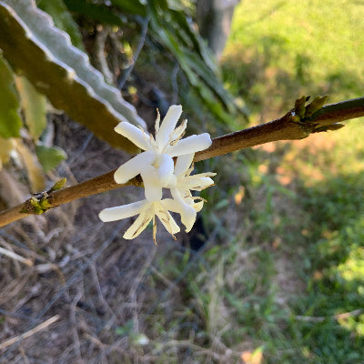 Coffee flower essence