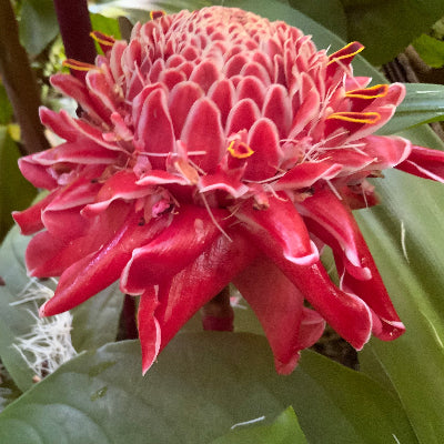 Torch Ginger flower essence