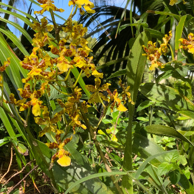 Golden Orchid flower essence
