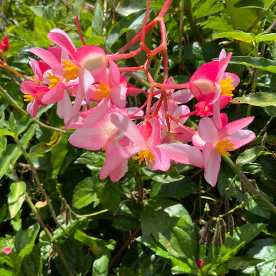 Scarlet begonia flower essence 