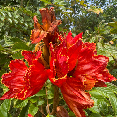 African Tulip Tree flower essence