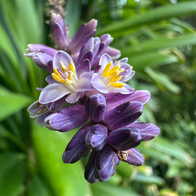 Purple Ti Plant flower essence