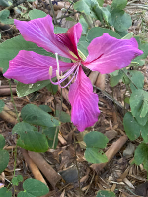 Orchid Tree flower essence