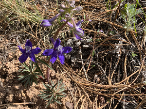 Larkspur flower essence