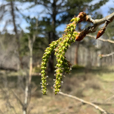 Quaking Aspen flower essence