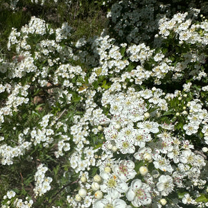 Hawthorn flower essence