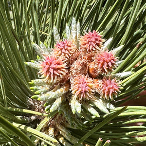 Ponderosa Pine flower essence