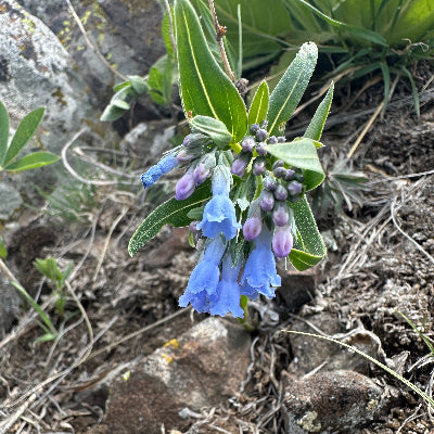 Bluebell flower essence 
