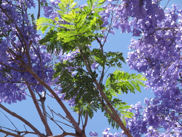 Jacaranda flower essence
