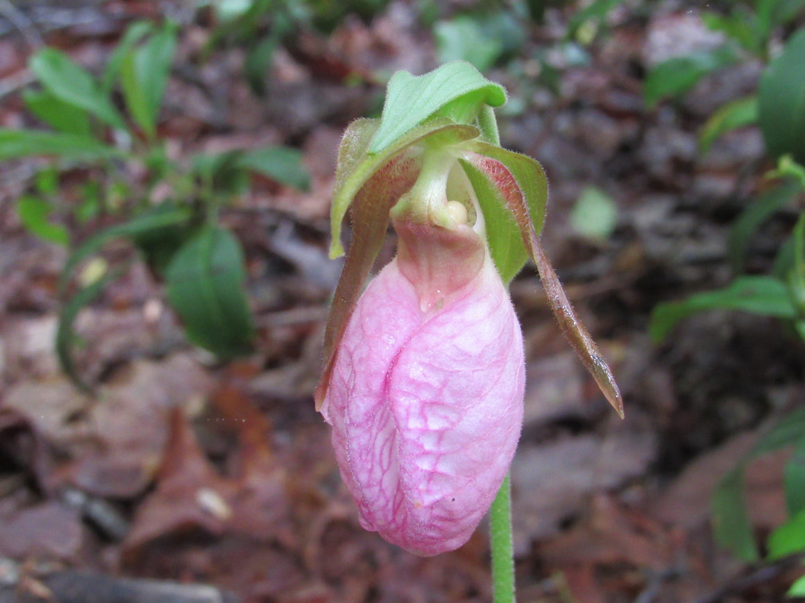 Lady's Slipper flower essence