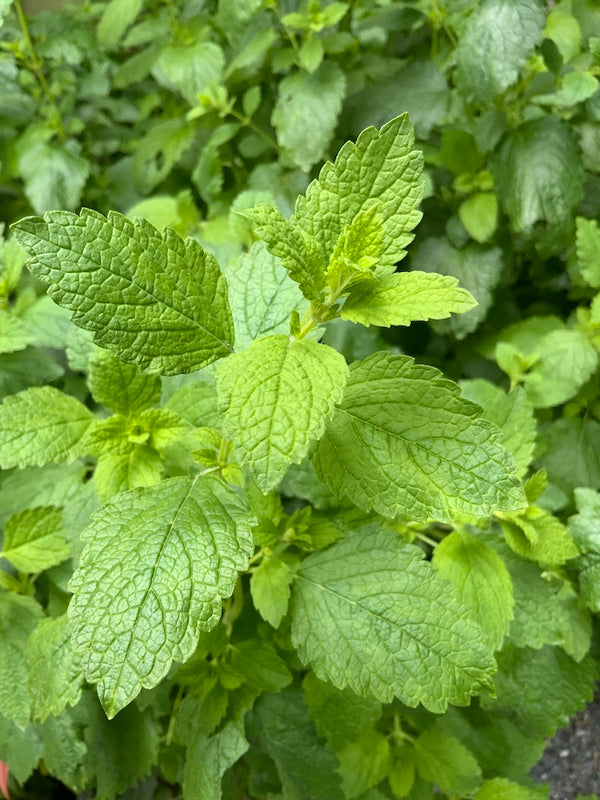 Lemon Balm flower essence Essence Alchemy