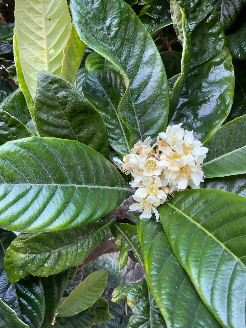 Loquat flower essence