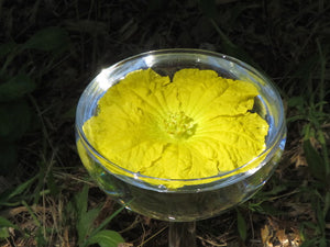 Luffa flower essence