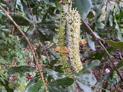 Macademia flower essence