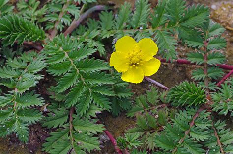 Silverweed Flower Essence